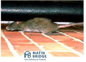 دانلود دستورالعمل HSE کنترل حشرات و جوندگان | ایمنی، بهداشت و محیط زیست 4 دانلود دستورالعمل HSE کنترل حشرات و جوندگان