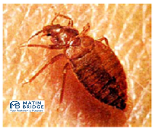 دانلود دستورالعمل HSE کنترل حشرات و جوندگان | ایمنی، بهداشت و محیط زیست 1 دانلود دستورالعمل HSE کنترل حشرات و جوندگان