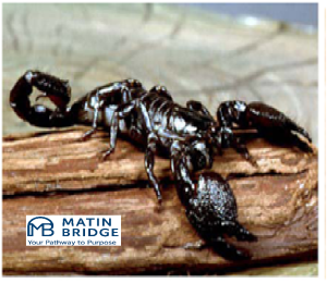 دانلود دستورالعمل HSE کنترل حشرات و جوندگان | ایمنی، بهداشت و محیط زیست 2 دانلود دستورالعمل HSE کنترل حشرات و جوندگان